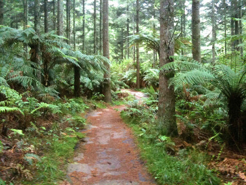 Rotorua Redwoods, New Zealand