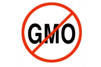 No GMO