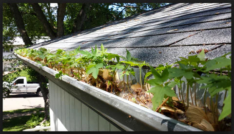 Gutter Cleaning