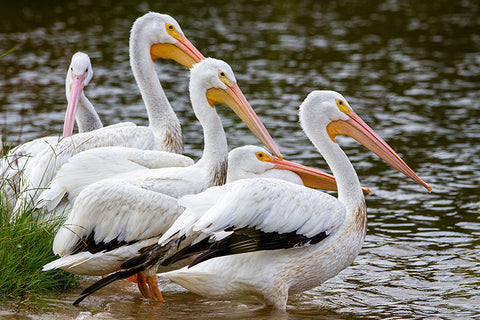 White Pelican - Pélican d’Amérique - Pelecanus erythrorhynchos