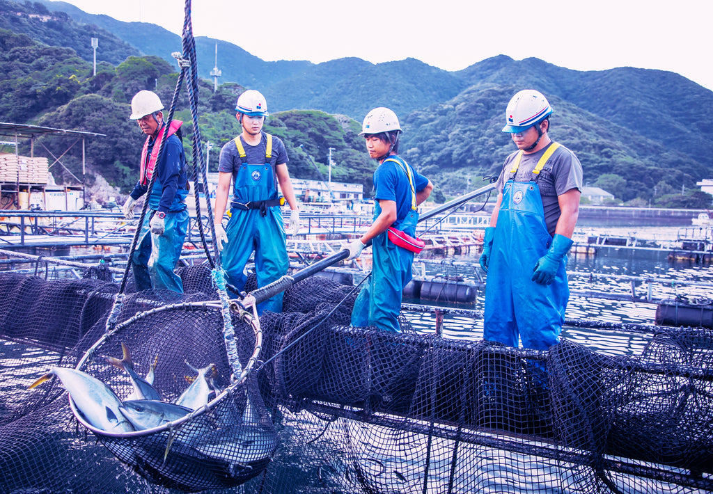 養殖場での水揚げ作業