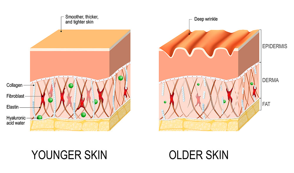 Skin Collagen and Elastin