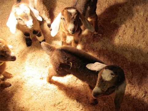 goatsunderlamp