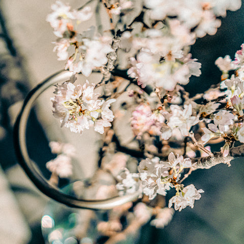 「枝もの定期便を運営する花色百貨の桜の枝物