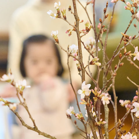 啓翁桜の切り枝アップと奥に医療的ケア児リカちゃん