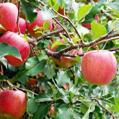 ATARA ｜ ジューシーな香りに包まれるアップサイクルルームスプレー　りんご