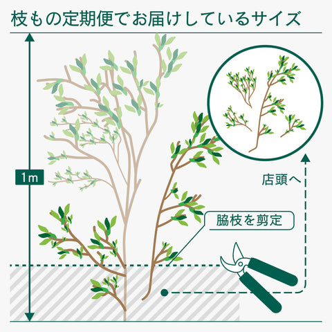 SiKiTOの枝もの定期便でお届けしているサイズと下処理で発生する脇枝