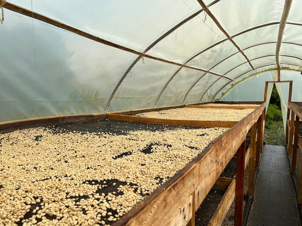 Coffee beans drying on raised African beds