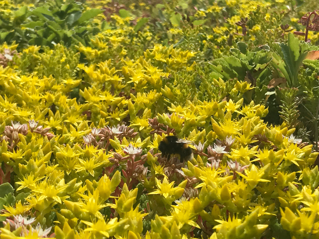 happy bee on Green roof
