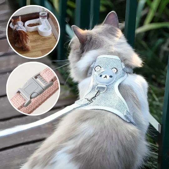 harnais-chat-sangle