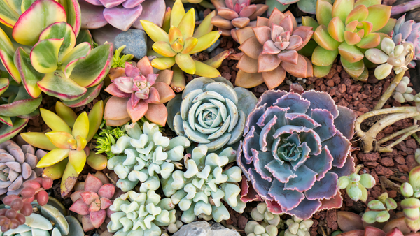 Succulents