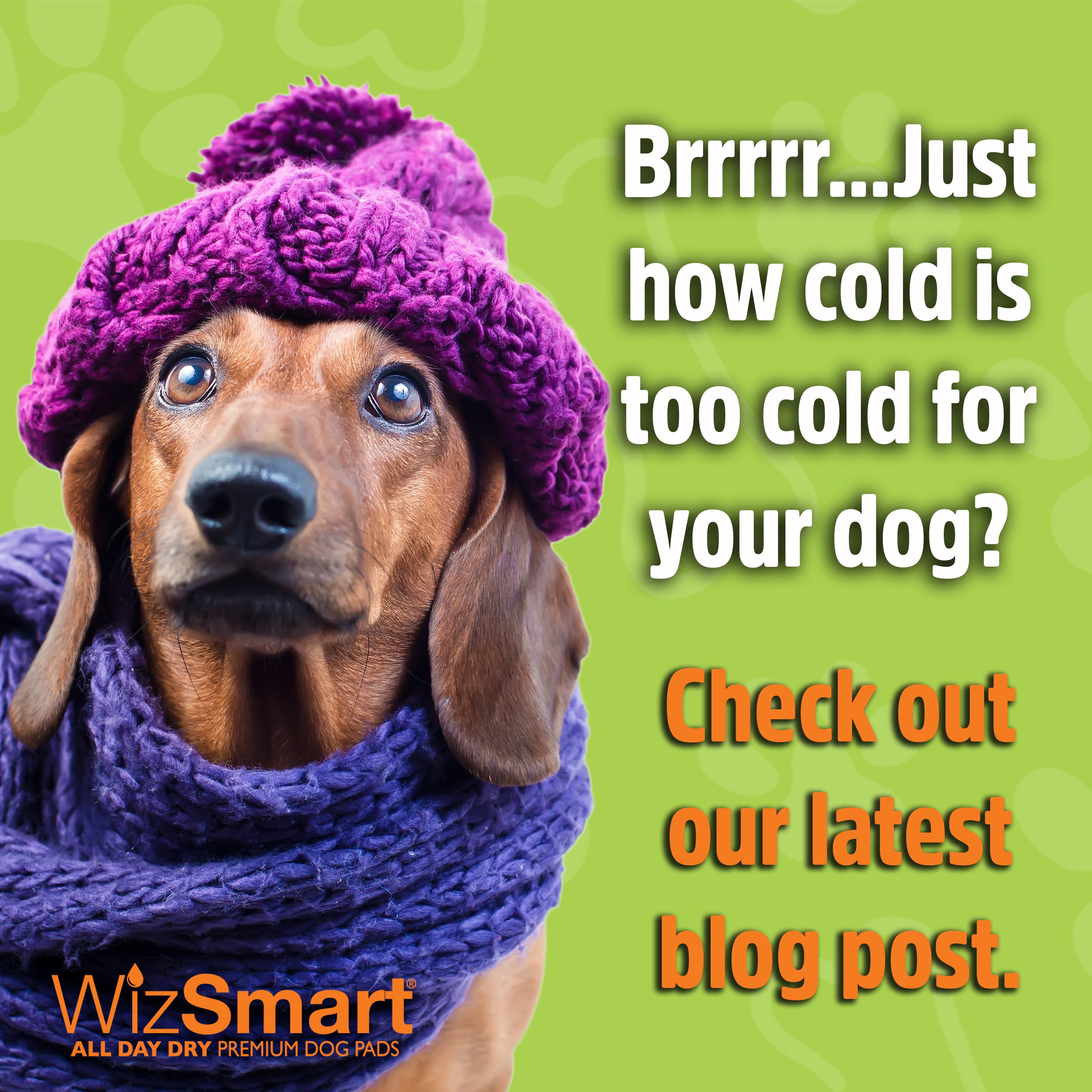 how-cold-is-too-cold-for-my-dog-wizsmart