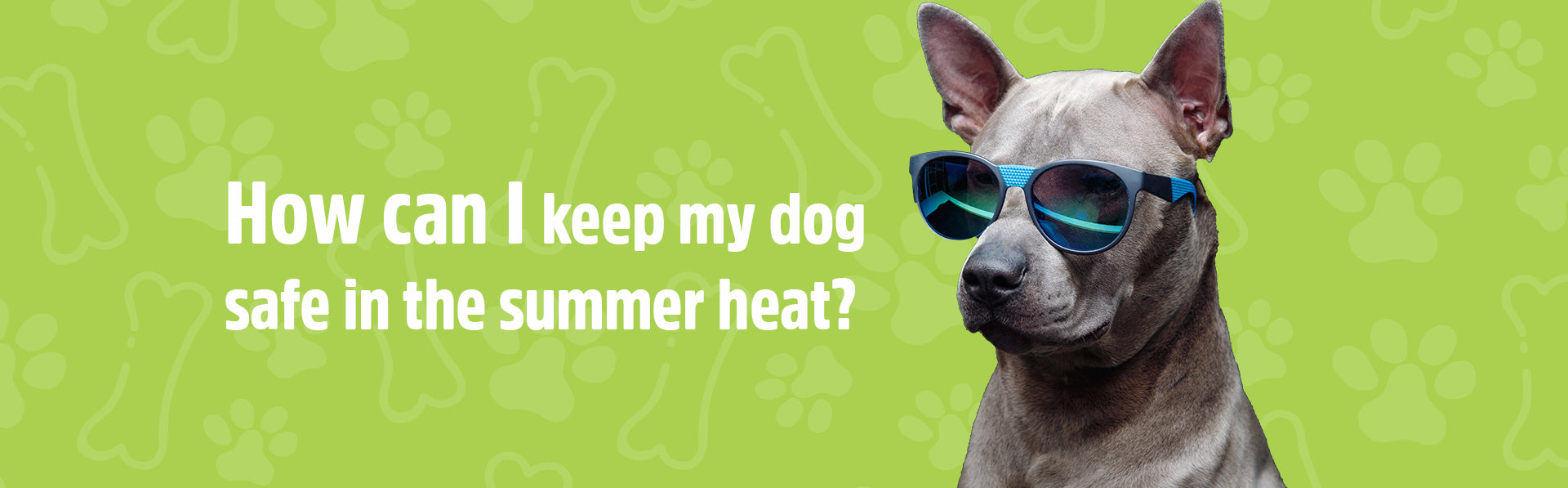 Summer dog heat banner