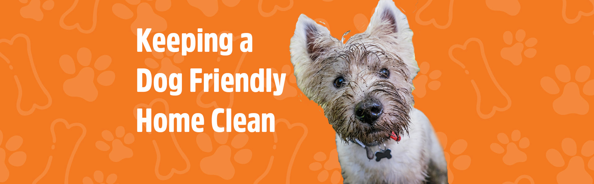 Keeping your house clean with dogs