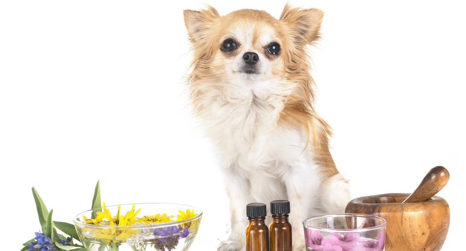 Natural Puppy Remedies for Urine Odor