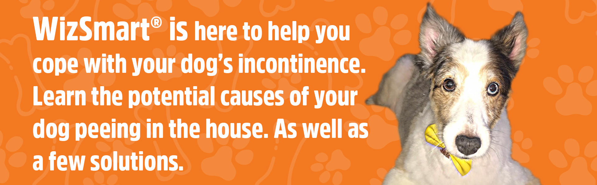 Incontinence and Your Senior Dog