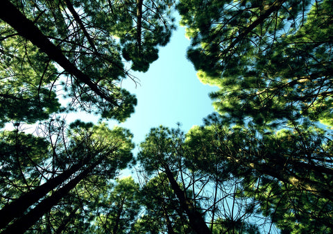pine forest from below