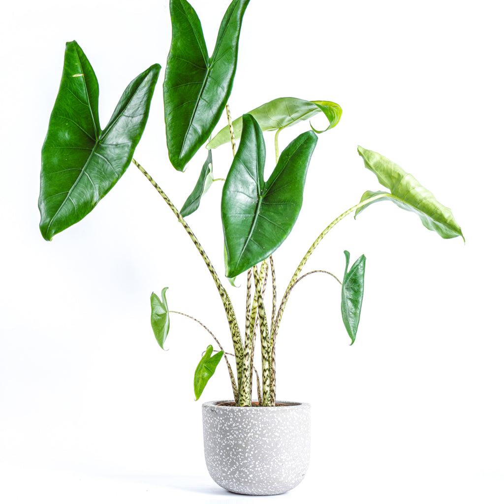 Indoor Plants – XOXO Florist Aberdeen