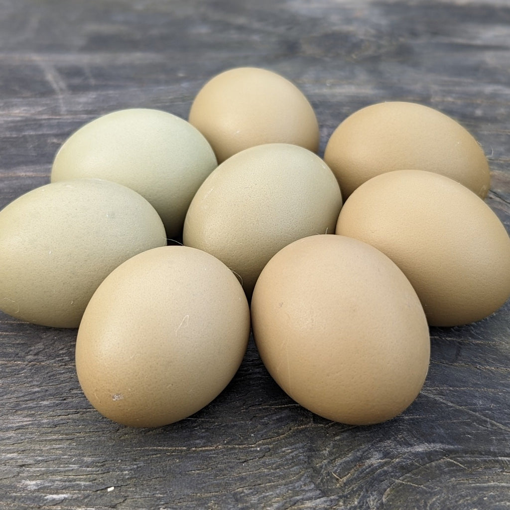 olive eggs