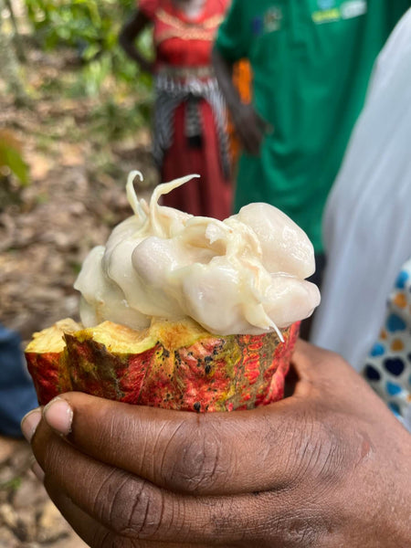 Kakaobønnerne kan plukkes hver 14. dag året rundt. Frugterne deles og indholdet lægges til fernentering i solen