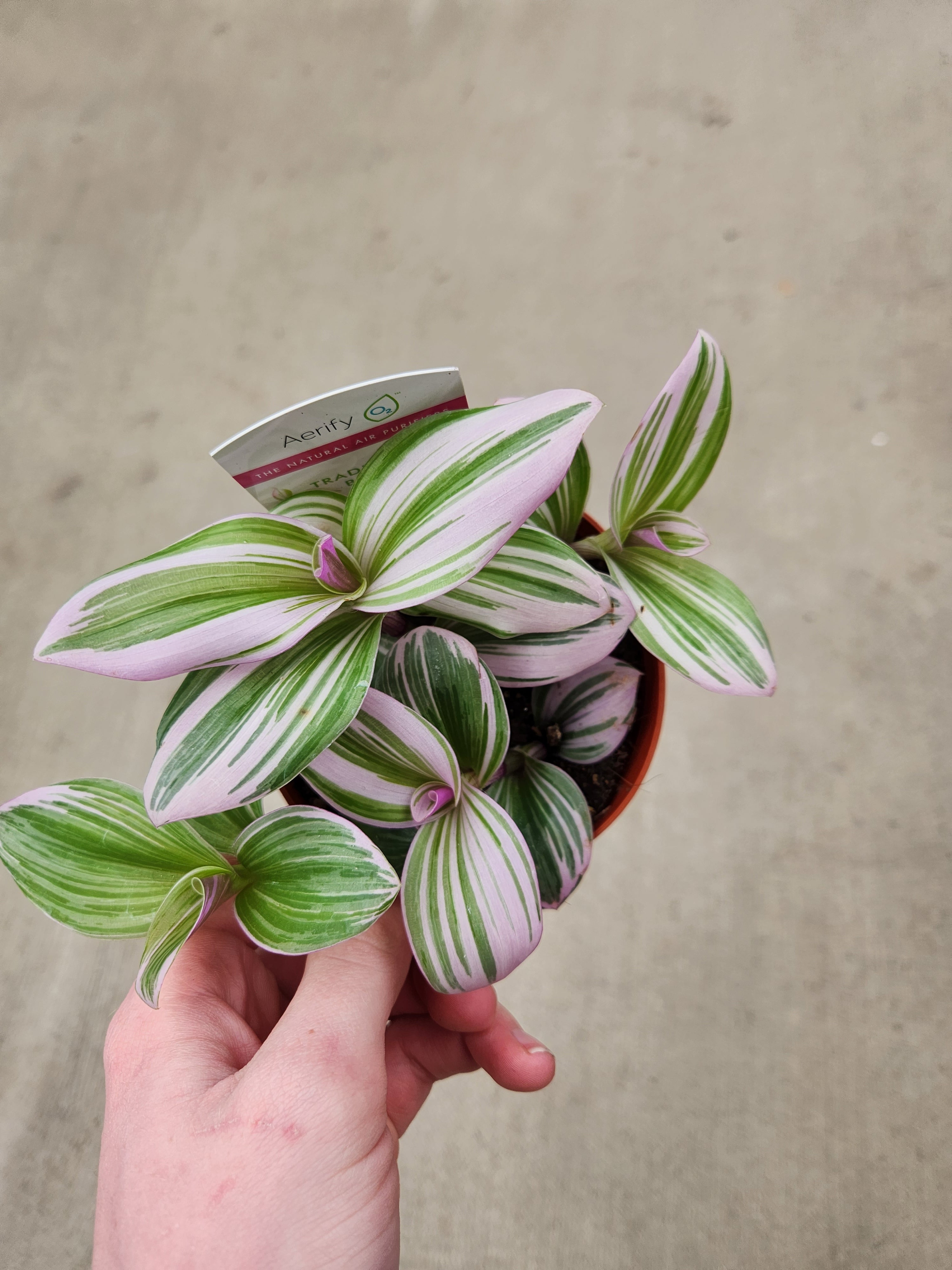 Tradescantia Nanouk -Bubblegum Inch Plant — Ritters Garden and Gift