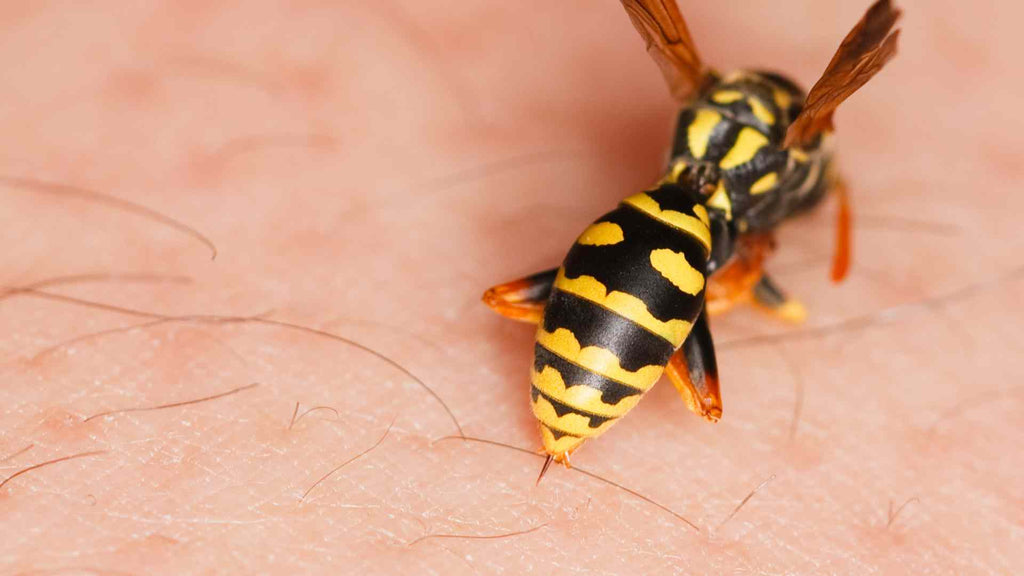 A wasp sting can stay swollen for hours if you are having an allergic reaction