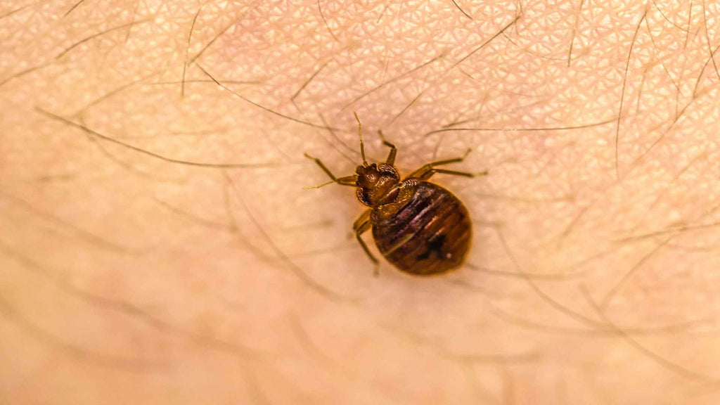 Bed bugs can cause itchy feet at night