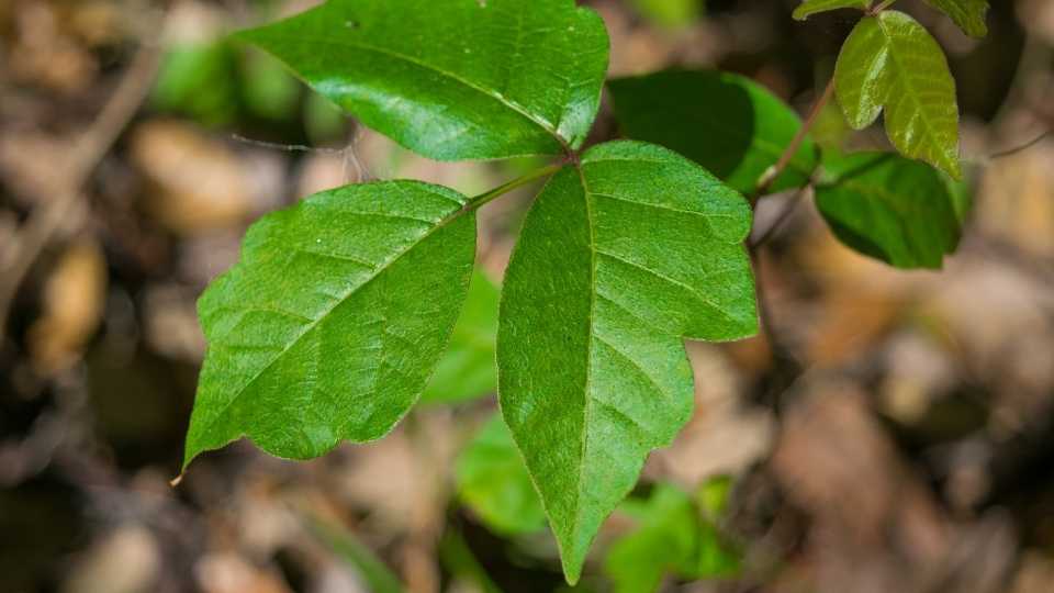 Poison ivy isn't actually poisonous, but it's very uncomfortable