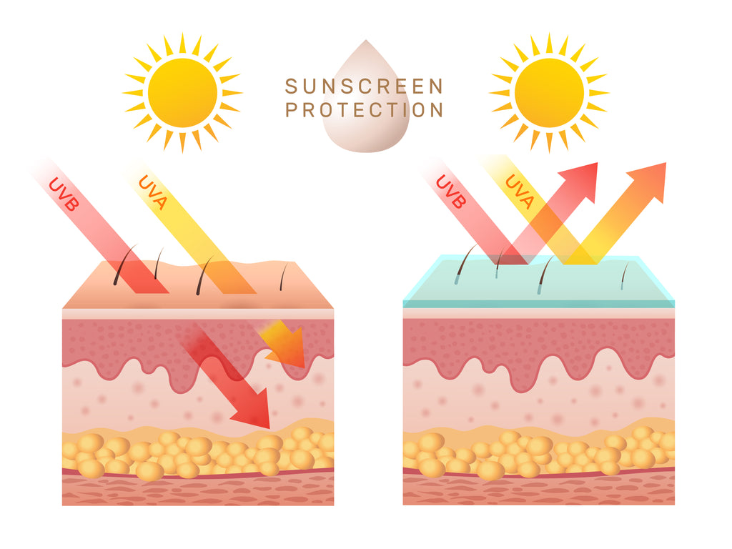 A diagram illustrating the skin's defense against sunburn through the use of sunscreen.