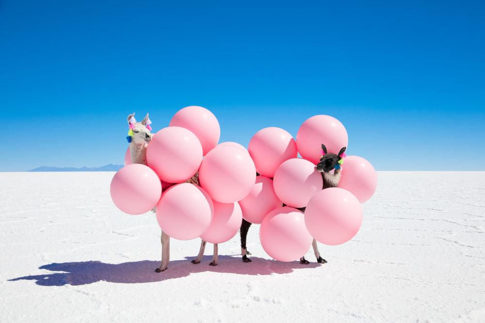 Two Llamas With Pink Balloons II | Gray Malin