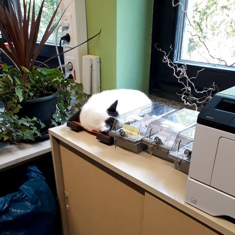 事務所の棚で寝る猫