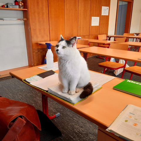 教壇にすわる猫