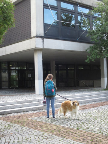 校庭を散歩する犬と少女