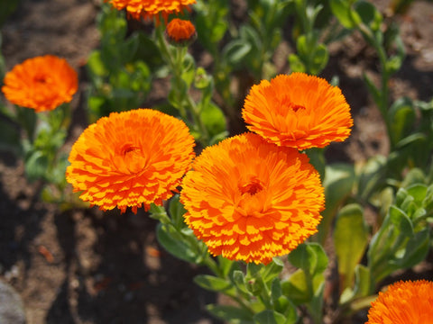 カレンデユラの花