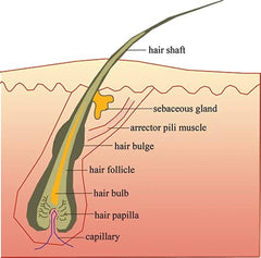 Hair root Shvaaskin Holistic Tips for Haircare blog post