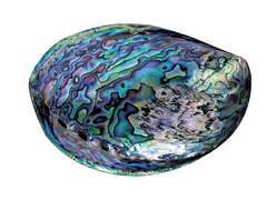 Paua Shell form New Zealand used  by Marine Opal Jewellery to create fine Jewellery
