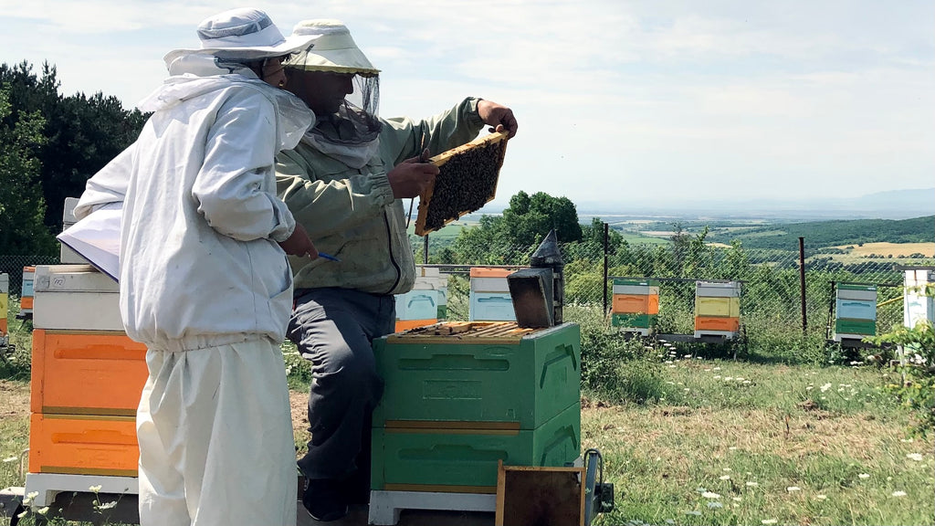 Пчелари преглеждат кошери на пчелин до Чирпан, производител на качествен мед