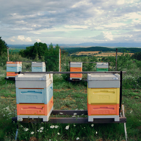 Кошери на пчелин в с. Средно Градище за производство на натурален пчелен мед