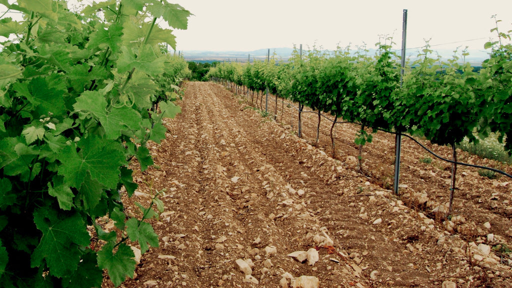 Лозов масив с винени сортове грозде в камениста варовикова почва до Чирпан
