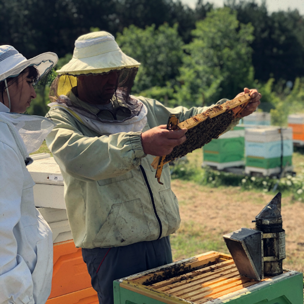 Пчелари правят преглед на кошери с натурален български мед