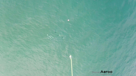 Drone fishing dropping bait