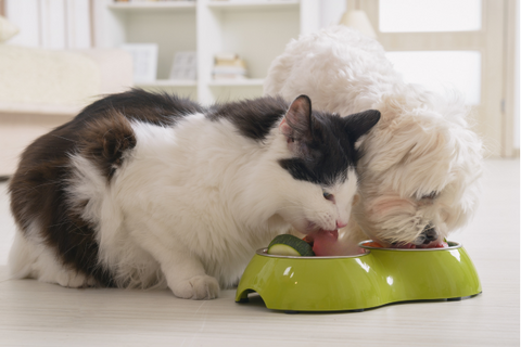 gato y perro comiendo comida vegana