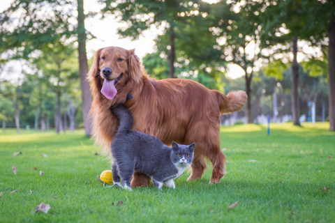 perro y gato en parque