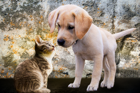 cachorros de perro y gato