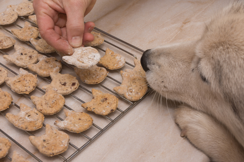 galletas veganas para perros y gatos