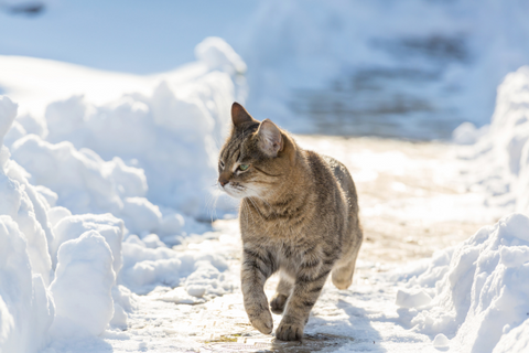 gato vegano pasenado en la nieve