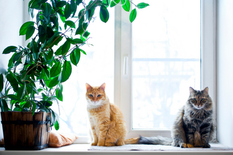 dos gatos sentandos ante una ventana