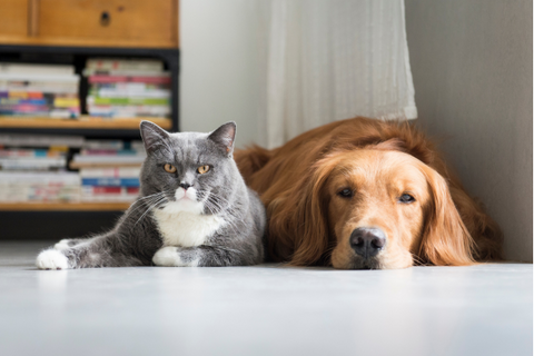 perro y gato tumbados