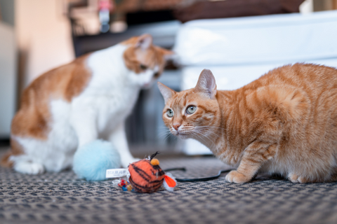 gatos veganos jugando