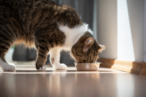 gato comiendo comida vegana